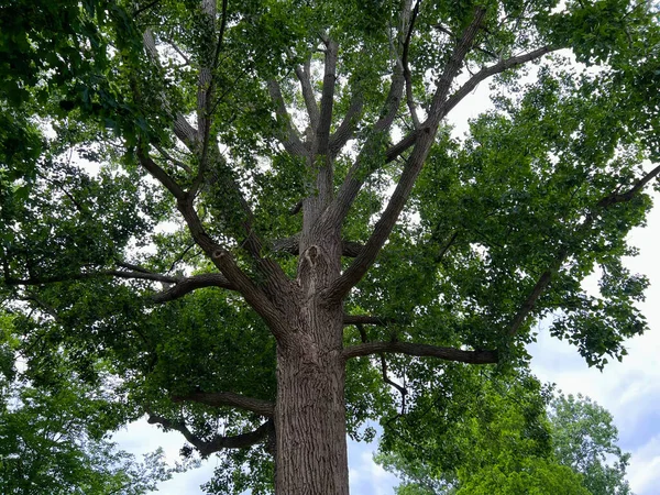 Schöner Baum Mit Grünen Blättern Freien Niedriger Blickwinkel — Stockfoto