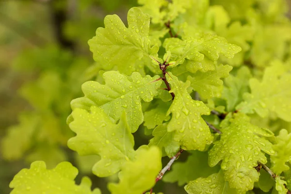 Beautiful Plant Green Leaves Water Drops Outdoors Closeup — Stockfoto