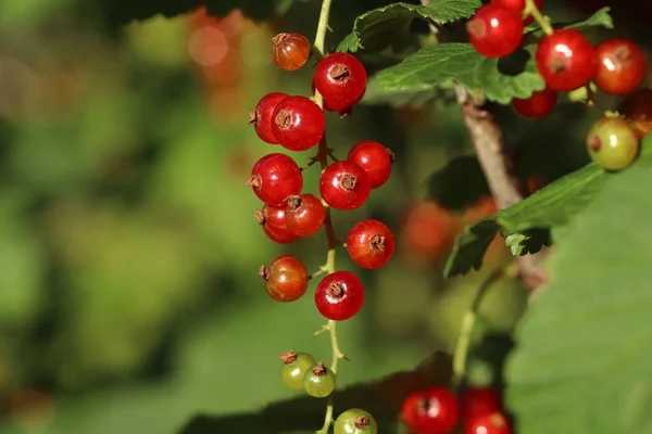 Closeup View Red Currant Bush Ripening Berries Outdoors Sunny Day — Stock Photo, Image