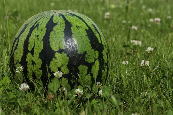 Whole Ripe Watermelon Fresh Green Grass Outdoors Space Text — ストック写真