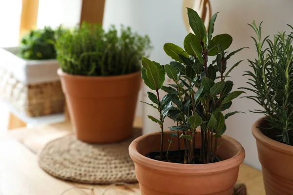 Tumbuhan Beraroma Wangi Yang Berbeda Meja Kayu Dalam Ruangan — Stok Foto
