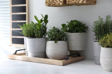 Beyaz masa içerisindeki farklı aromatik saksılar.