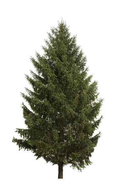 Beautiful High Green Coniferous Tree Isolated White — Stok fotoğraf