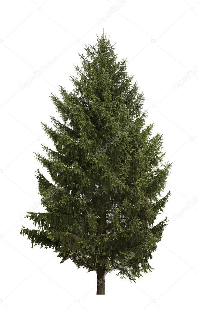 Beautiful high green coniferous tree isolated on white
