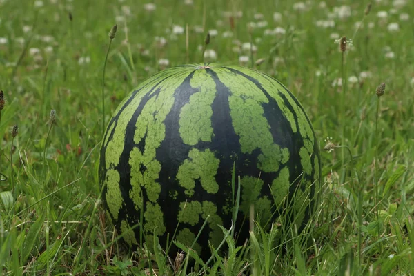 Whole Ripe Watermelon Fresh Green Grass Outdoors —  Fotos de Stock