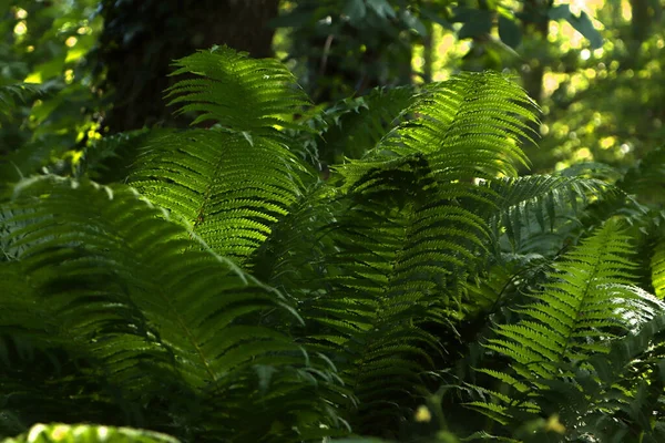 Belle Fougère Aux Feuilles Vertes Luxuriantes Poussant Extérieur — Photo