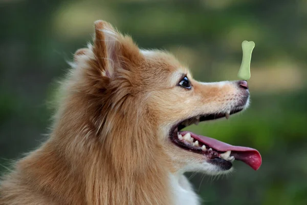 Очаровательная Собака Печеньем Форме Кости Открытом Воздухе — стоковое фото