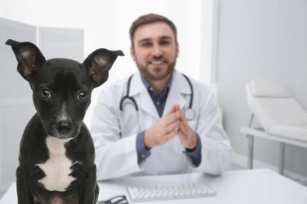 兽医医生 临床上有可爱的狗 — 图库照片