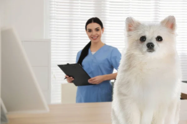 Veterinarian Doc Adorable Dog Clinic — ストック写真