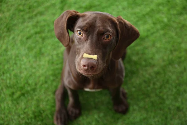 Burnunda Kemik Şeklinde Kurabiye Olan Sevimli Bir Köpek — Stok fotoğraf