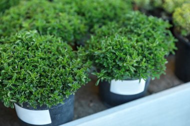 Saksı yeşili kekik bitkileri masada, yakın plan.