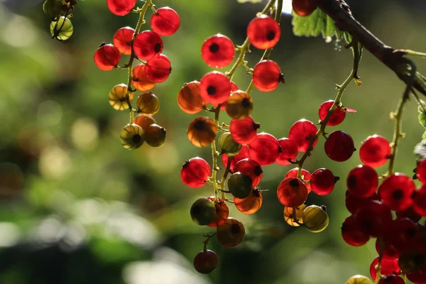 Nahaufnahme Von Roten Johannisbeersträuchern Mit Reifenden Beeren Freien Sonnigen Tagen — Stockfoto