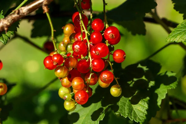 Closeup View Red Currant Bush Ripening Berries Outdoors Sunny Day — Stock Photo, Image