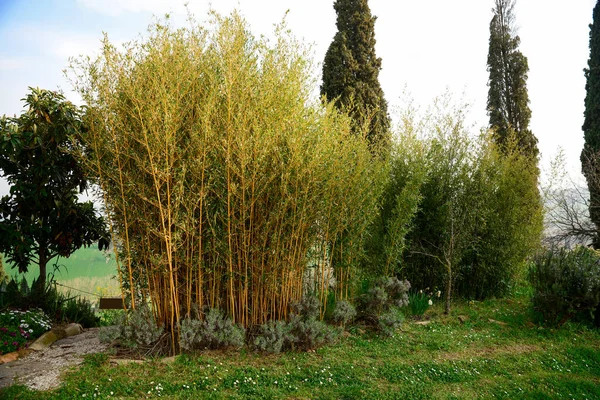 Beautiful Bamboo Plants Lush Green Leaves Growing Outdoors — 스톡 사진