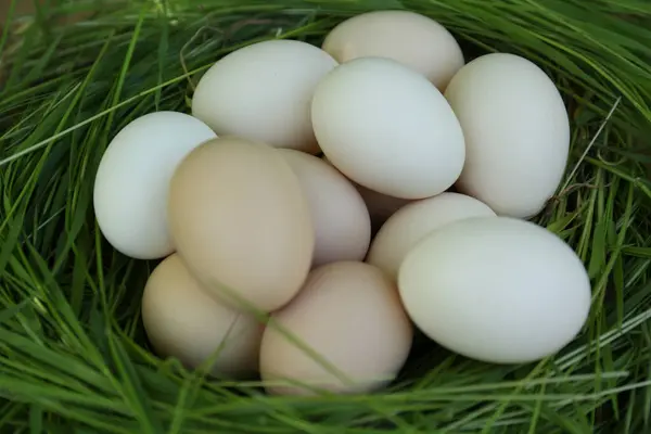 Свежие Сырые Яйца Гнезде Зеленой Травы Крупным Планом — стоковое фото