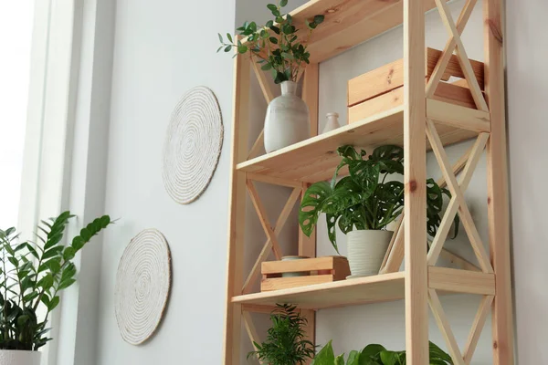 Wooden Shelving Unit Beautiful House Plants Indoors Low Angle View — Fotografia de Stock