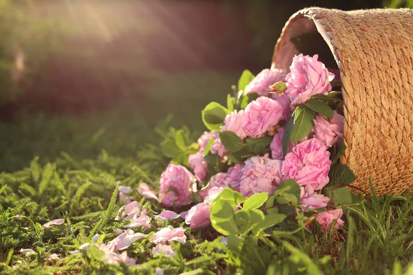 Sekeranjang Wicker Terbalik Dengan Mawar Teh Yang Indah Rumput Hijau — Stok Foto