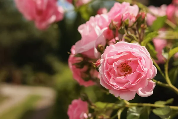 Bush Beautiful Pink Tea Roses Outdoors Closeup Space Text — Stockfoto