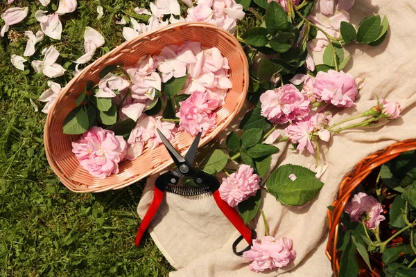 Róże Herbaciane Płatki Śliwki Zielonej Trawie Płaskie Układanki — Zdjęcie stockowe