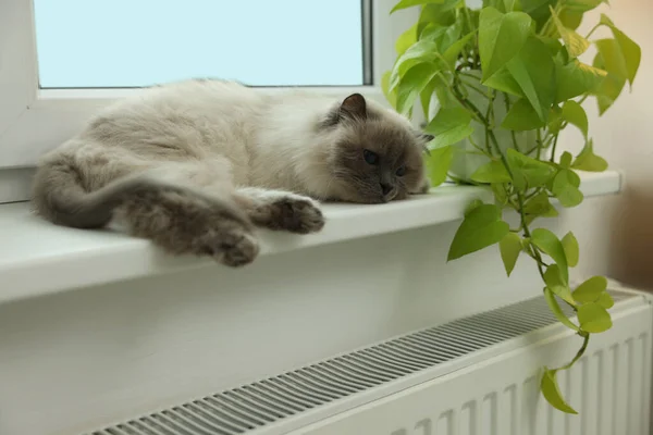 Χαριτωμένο Bitterly Γάτα Στο Περβάζι Κοντά Ψυγείο Στο Σπίτι — Φωτογραφία Αρχείου