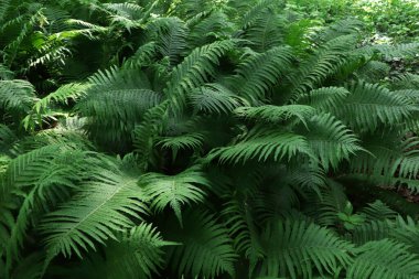 Açık havada yemyeşil yaprakları olan güzel eğreltiotu.