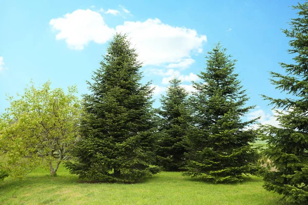 Beautiful fir trees growing in the garden on sunny day