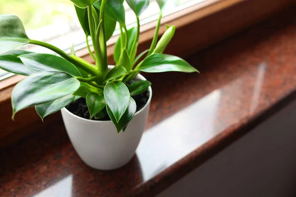 Beautiful Green Houseplant Window Sill Indoors Closeup Space Text — 스톡 사진