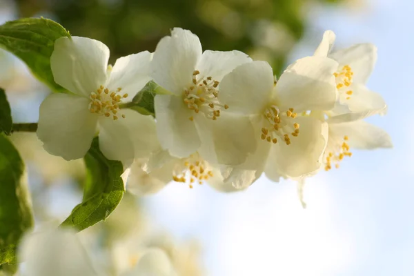 Hermoso Arbusto Jazmín Blanco Flor Aire Libre Primer Plano —  Fotos de Stock