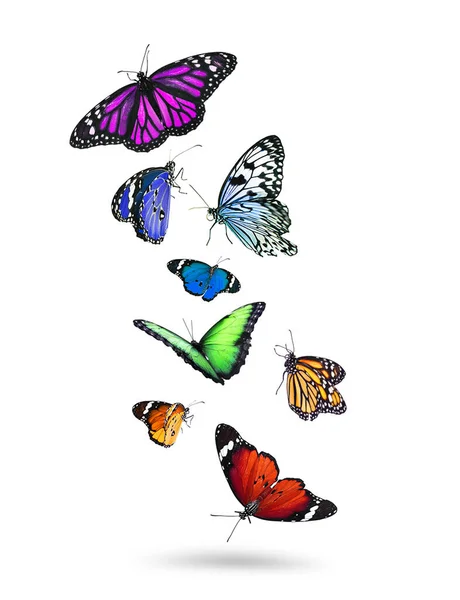 Beyaz Arka Planda Bir Sürü Güzel Uçan Renkli Kelebekler — Stok fotoğraf