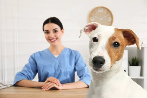 Tierarzt Doc Mit Entzückendem Hund Klinik — Stockfoto