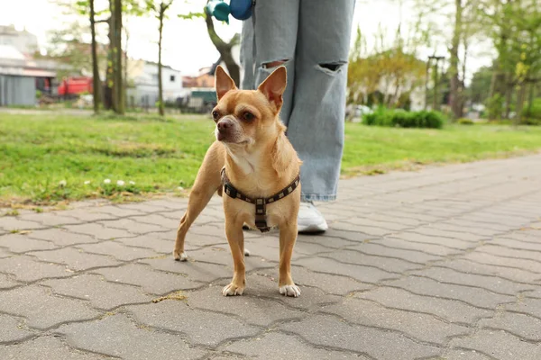 Besitzerin Spaziert Mit Ihrem Chihuahua Hund Park Nahaufnahme — Stockfoto