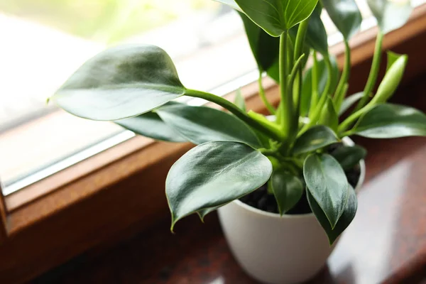 Зеленое Домашнее Растение Подоконнике Помещении — стоковое фото