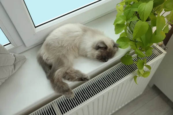 Χαριτωμένο Bitterly Γάτα Στο Περβάζι Κοντά Ψυγείο Στο Σπίτι Πάνω — Φωτογραφία Αρχείου