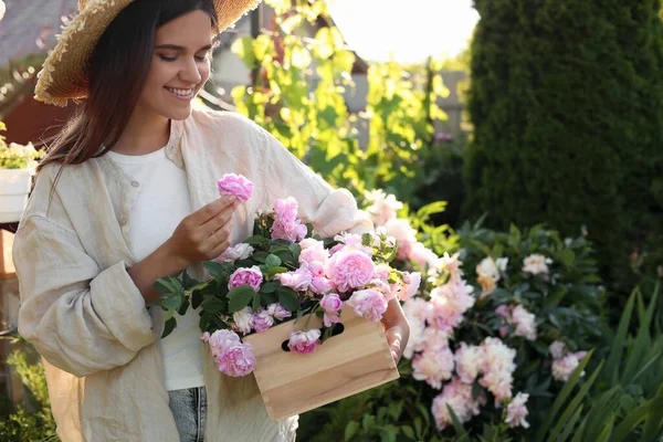 Young Woman Holding Crate Beautiful Tea Roses Garden Closeup — Stok Foto