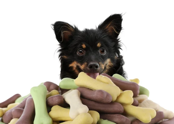 Cute Dog Tasty Bone Shaped Cookies White Background — Stockfoto