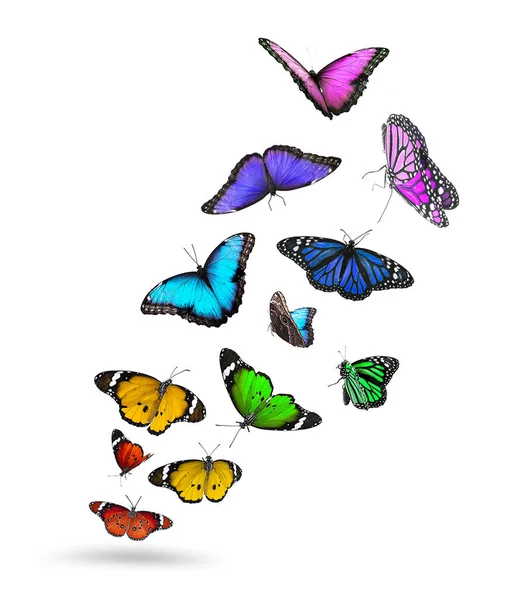 Viele Schöne Bunte Schmetterlinge Fliegen Auf Weißem Hintergrund — Stockfoto