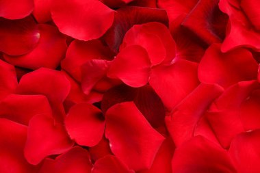 Arka plan olarak birçok kırmızı gül taç yapraklarının yakın plan, üst görünüm