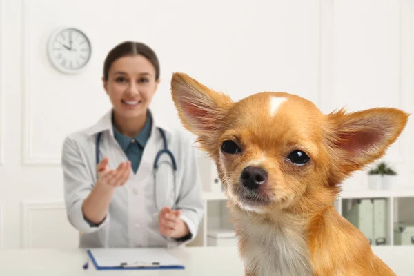 Veterinario Doc Con Adorabile Cane Clinica — Foto Stock