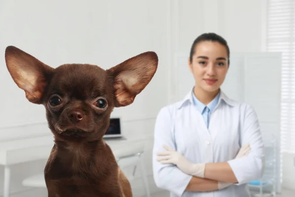 Veterinario Doc Con Adorable Perro Clínica —  Fotos de Stock