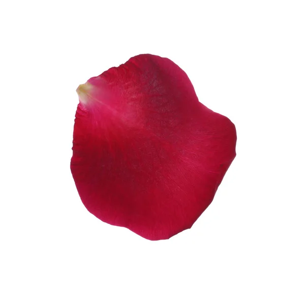 Pétala Flor Rosa Vermelha Fundo Branco — Fotografia de Stock