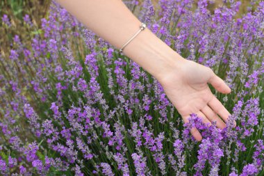 Yaz günü lavanta tarlasında bir kadın, yakın plan.