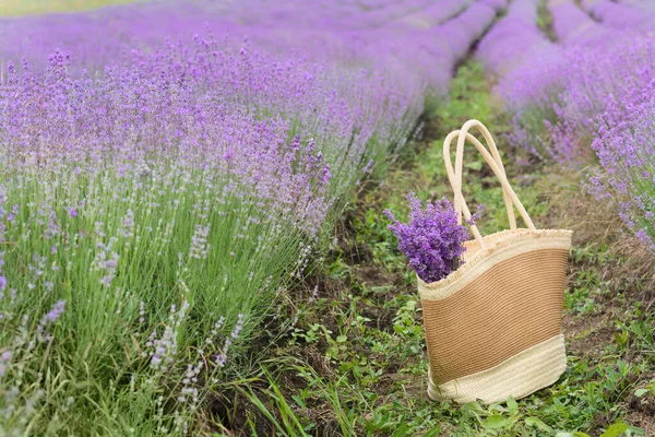 Wicker Bag Beautiful Lavender Flowers Field —  Fotos de Stock