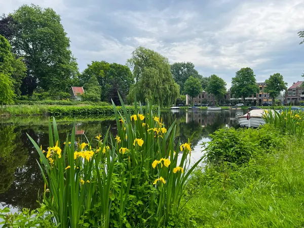 Beautiful Yellow Iris Flowers Growing City Canal — Zdjęcie stockowe