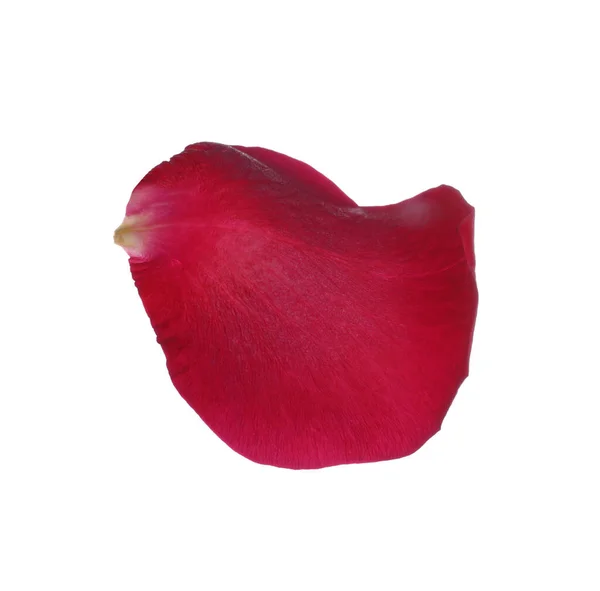 Czerwona Róża Płatek Kwiatu Białym Tle — Zdjęcie stockowe