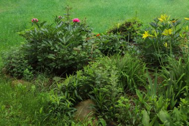 Farklı bitkilerle dolu güzel bir çiçek tarlası. Bahçe işleri ve peyzaj.