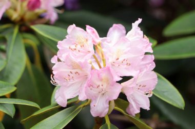 Çalı üzerinde güzel rhododendron çiçekleri, yakın plan