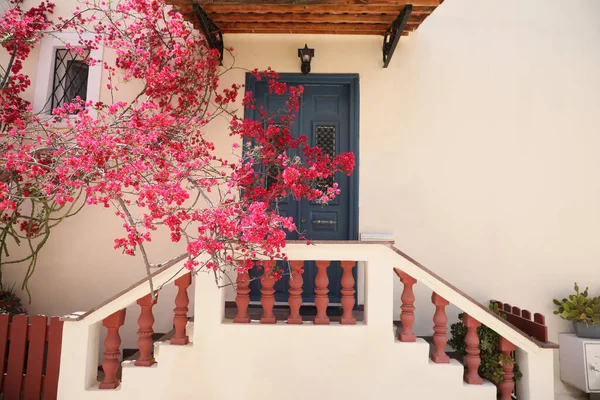 Рослина Красивими Рожевими Квітами Біля Входу Будинок — стокове фото