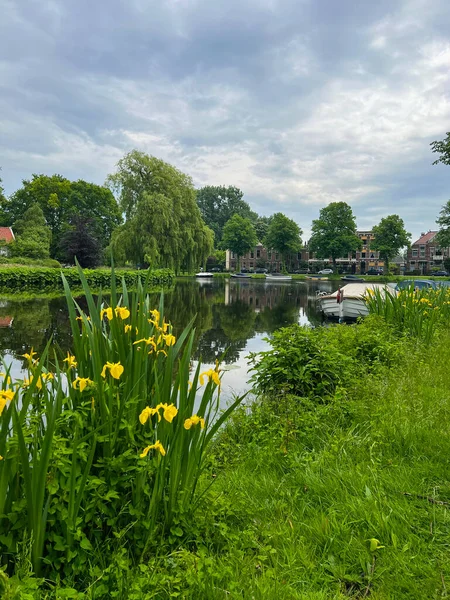 Beautiful Yellow Iris Flowers Growing City Canal — Zdjęcie stockowe