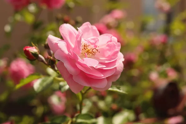 Μπους Όμορφα Ροζ Τριαντάφυλλα Τσάι Εξωτερικούς Χώρους Closeup — Φωτογραφία Αρχείου