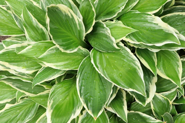 Beautiful Dieffenbachia Wet Green Leaves Background — ストック写真